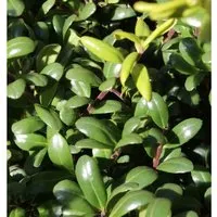 Löffel Ilex Glorie Dwarf 25-30cm - Ilex crenata