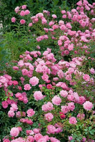 Rosa 'Sommerwind' - Pflegeleichte Beetrose mit zartrosa Blüten - Rosensamen & -pflanzen: Zartrosa Blütenpracht, die Bienen und Schmetterlinge anzieht. Ideal für Gartenneulinge, winterhart bis -20 °C und robust.