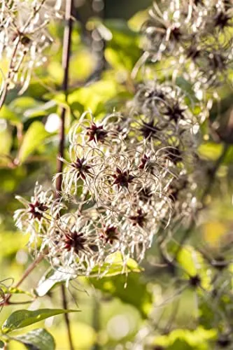 Clematis tangutica 40–60 cm – Winterhart & Mehrjährig & Pflegeleicht – Gold-Waldrebe – Kletterpflanze für Pergola & Rankhilfe
