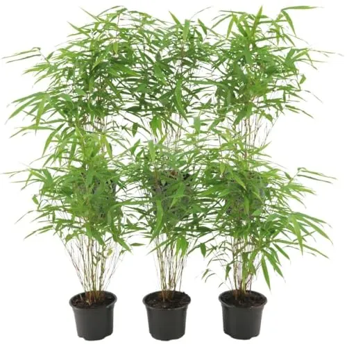 Bambus Pflanze Fargesia Rufa im 6er Set – Winterhart und Pflegeleicht - Entdecken Sie die Fargesia Rufa im 6er Set – eine winterharte, immergrüne Bambuspflanze für Garten und Terrasse. Ideal als Sichtschutz, pflegeleicht und wächst ohne invasive Wurzelausläufer. Perfekt für jeden Gartenstil!
