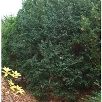 Dunkle Straucheibe Schwarzgrün 50-60cm - Taxus baccata