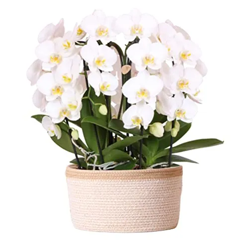 Kolibri Orchids | weißes Orchideen-Set im Baumwollkorb inkl. Wassertank | drei geschwungene weiße Orchideen Niagara Fall 12cm | Mono Bouquet weiß mit Selbstversorger