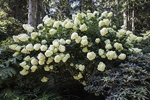 Hydrangea paniculata 'Phantom' - Pflegeleichte Rispenhortensie mit cremeweißen Blüten - Pflegeleichte Rispenhortensie mit üppigen, cremeweißen Blüten, die im Herbst rosa werden. Ideal für halbschattige bis sonnige Standorte, winterhart bis -20 °C und perfekt für Gruppenpflanzungen.