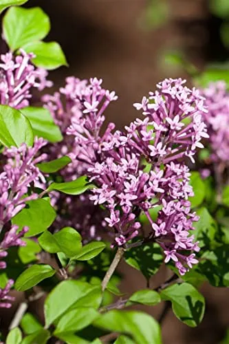 Syringa meyeri 'Palibin' - Zierlicher Zwergflieder mit zartrosa Blüten - Zierstrauch für kleine Gärten, duftend und pflegeleicht. Ideal für Balkon und Terrasse, zieht Bienen und Schmetterlinge an. Winterhart bis -25 °C.