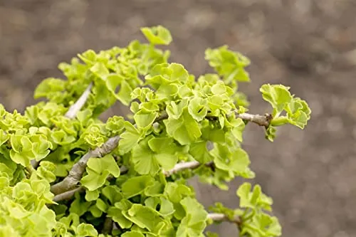 Pflanzen für Dich Ginkgo biloba Chris Dwarf - Ziergehölze, kompakter Zwerg-Ginkgo mit fächerförmigen Blättern, ideal für kleine Gärten oder Kübel, robust und winterhart, zieht mit goldgelber Herbstfärbung alle Blicke auf sich.