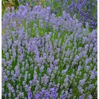 Lavendel Grosso - Lavandula intermedia