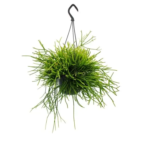 Exotenherz Urban Jungle Elegance - Rhipsalis pulchra Kakteen-Ampel, 15cm - Entdecken Sie die exklusive Rhipsalis-Ampel mit einzigartiger Blattstruktur. Ideal für ein modernes Ambiente, bringt dieser hängende Kaktus tropisches Flair in Ihr Zuhause.