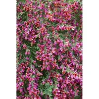 Cytisus Scoparius Besenginster Johnson's Crimson 40-50 cm