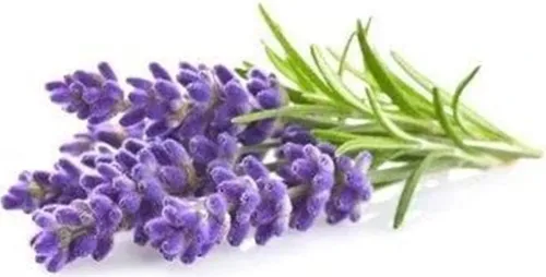 Click And Grow Lavendel