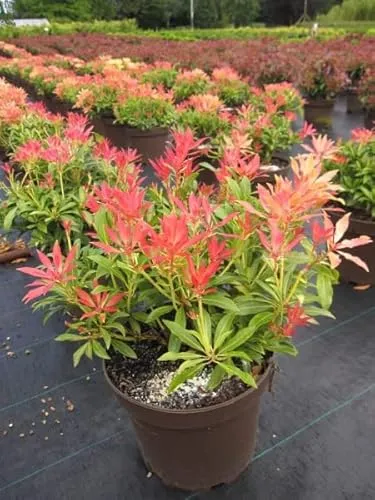 Pieris japonica Forest Flame - Japanische Lavendelheide 30-40cm - Samen & Pflanzen von Hecken & Sträuchern, attraktive Blüten und leuchtendes Laub, ideal für schattige Gärten.