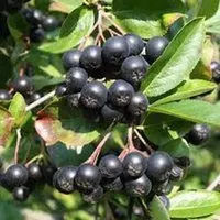 Apfelbeere Aronia melanocarpa 40 bis 60 cm im Container Reich an Antioxidantien