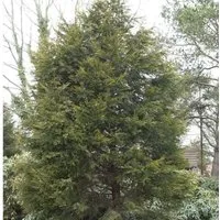 Gelbe Leyland Zypresse Castlewellan Gold 40-60cm - Cupressocyparis,eylandii
