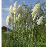 Pampasgras weiße Wedel - XXXL Topf - Stauden - Hochwachsende Pampasgras-Pflanze mit beeindruckenden, silberweißen Blütenrispen, ideal für sonnige Gärten und als Blickfang im Außenbereich.