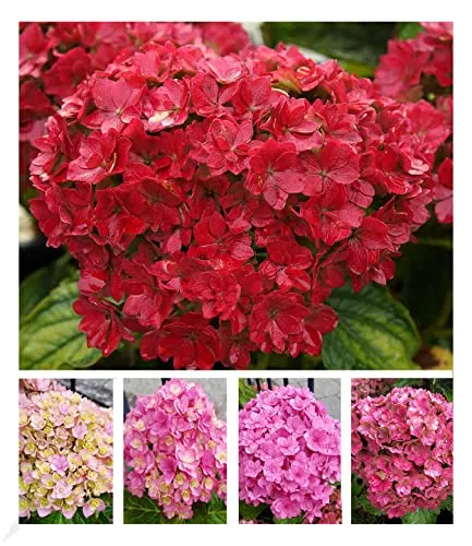 BALDUR Garten 5-Stufen Hortensie Together®, 2 Liter-Topf - Winterharte Gartenhortensie im 2-Liter-Topf, pflegeleicht und blühend. Ideal für Sonne bis Halbschatten, mit beeindruckenden Blüten, die sich 5-mal verfärben.