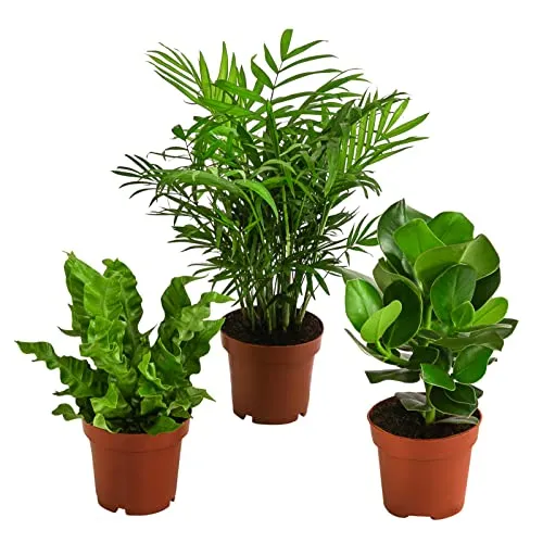 Dehner Pflanzenset Badezimmer - Balsamapfel, Bergpalme & Streifenfarn - Anzuchtset für Blumen & Kräuter, ideal für das Badezimmer mit 3 verschiedenen Pflanzen, die für frisches Raumklima sorgen und die Luft reinigen.
