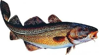 Jenzi Aufkleber Dorsch groß