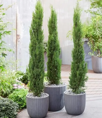 BALDUR Garten Echte Toskana 'Säulen-Zypressen', 1 Pflanze, Cupressus sempervirens pyramidalis Mittelmeer-Zypresse winterhart, pflegeleicht, Wasserbedarf gering