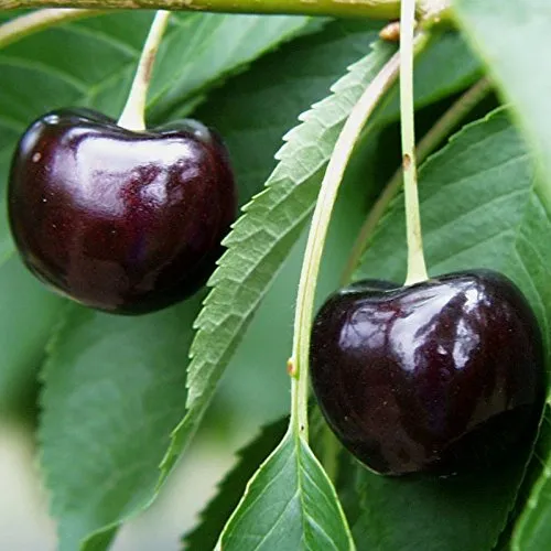 Oktavia Dunkelrote Platzfeste Süßkirsche - Obstsamen & -pflanzen, große, süße und aromatische Kirschen mit hoher Platzfestigkeit, ideal für regelmäßige Erträge im Garten.
