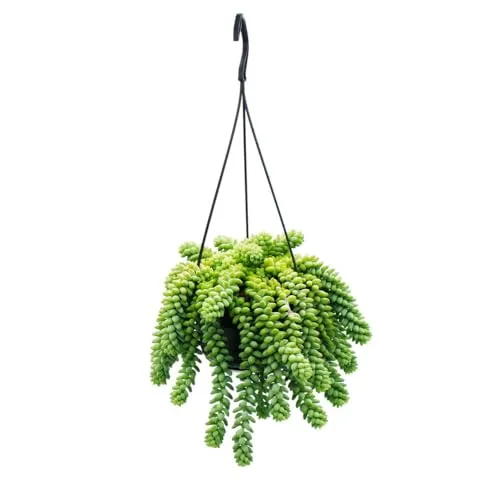 Exotenherz Sedum morganianum 'Burrito' - Hängende Sukkulente im 14cm Ampeltopf - Verleihen Sie Ihrem Zuhause mit der eleganten Affenschaukel (Sedum morganianum) einen besonderen Akzent. Ideal für kreative Raumgestaltungen und pflegeleicht!