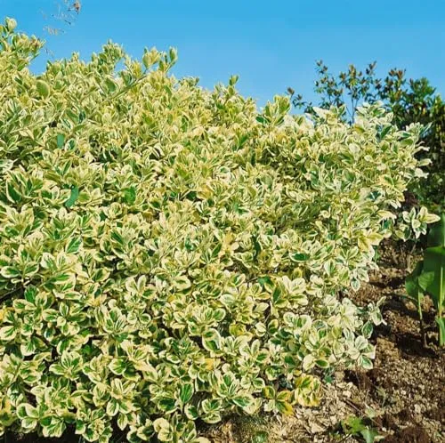 Euonymus japonicus 'President Gauthier' 150-175 cm - Japanische Spindel, immergrün, ideal als Hecke, pflegeleicht, winterhart