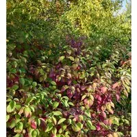 Niedriger Rotholz Hartriegel 30-40cm - Cornus stolonifera - Sträucher: Winterharte Gartenpflanze mit schokoladenbraunem Herbstlaub, ideal als Bodendecker für sonnige oder halbschattige Standorte.