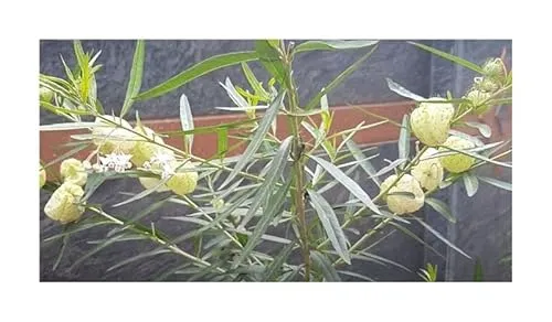 Stk - 10x Gomphocarpus fruticosus Baumwoll Seidenpflanze Garten Pflanzen - Samen B1102 - Seeds & Plants Shop by Ipsa