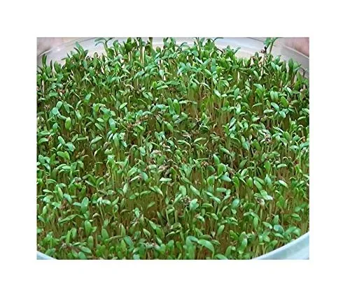 Stk - 2000x Gartenkresse Spezial Kresse sehr scharf ca. 5g Gemüse - Samen A178 - Seeds & Plants Shop by Ipsa