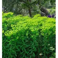 Hohe Wolfsmilch - Euphorbia cornigera