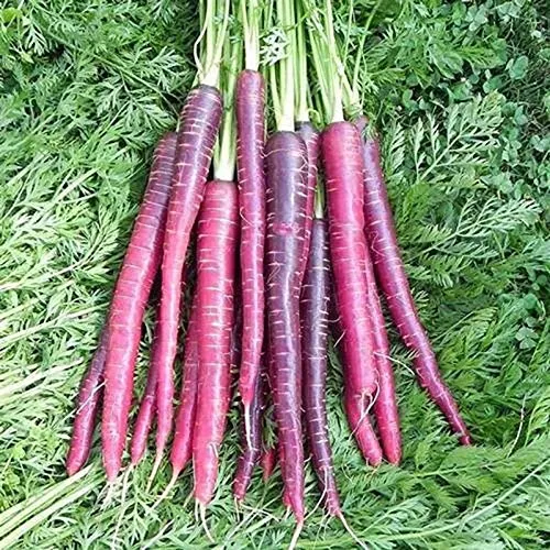 Stk - 25x Lila Drachen Karotten Gemüse Pflanzen - Samen A97 - Seeds & Plants Shop by Ipsa