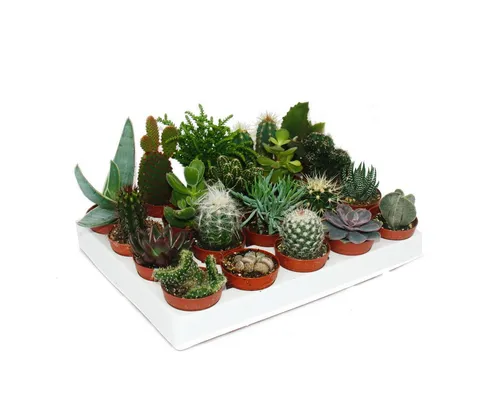 Exotenherz Kaktus Starter Set XXL - 20 verschiedene Kakteen & Sukkulenten - Zimmerpflanzen Set mit 20 verschiedenen Pflanzen im 5,5cm Topf, ideal für Anfänger und Liebhaber, bringt grüne Vielfalt in Ihr Zuhause.