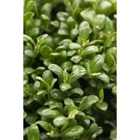 Ilex crenata 'Convexa' 20-25 cm