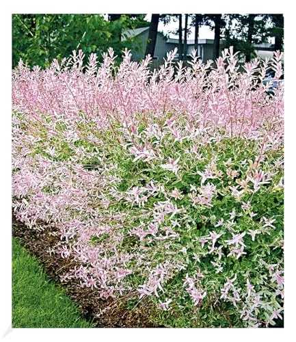 BALDUR Garten 1x Salix-Hecke Hakuro Nishiki, Pflanze im 11 cm-Topf, Weide, Heckenpflanzen, Flachwurzler, winterhart, Schnittblume, Salix integra, Hecken-Strauch, Harlekinweide
