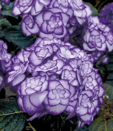 BALDUR Garten Winterharte Freiland-Hortensie Miss Saori blue® - Wunderschöne blühende Pflanze im 1,5-Liter-Topf, pflegeleicht und ideal für schattige Standorte. Winterhart mit geringer Pflege und mittlerem Wasserbedarf, perfekt für Ihren Garten.