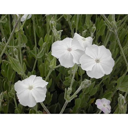 Blumixx Stauden Lychnis coronaria ‘Alba’ – Weiße Vexiernelke, weiß blühende, winterharte Gartenstaude, pflegeleicht & trockenheitsverträglich, ideal für Beet, Naturgarten & sonnige Standorte