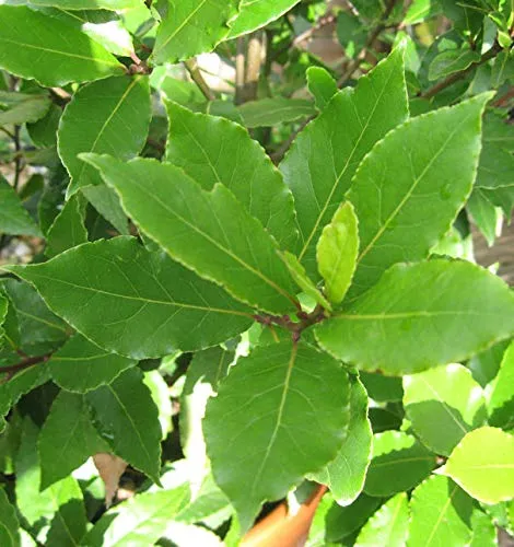 Echter Lorbeer - Laurus nobilis - lebende Gartenpflanze - Lebende Gartenpflanze mit einer Wuchshöhe von 80-150 cm, ideal für den Garten. Diese Pflanzen sind aus natürlicher Freilandaufzucht und benötigen spezielle Pflegebedingungen.