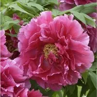 Strauchpfingstrose Rosa - Paeonia suffruticosa - Blumensamen & -pflanzen, wunderschöne Blütenpracht in der Blütezeit April - Mai, ideal für jeden Garten mit speziellen Lebensbedingungen.