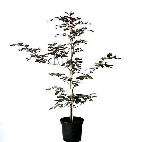 Rotbuche Buche Fagus sylvatica heimischer Waldbaum als Heister mit ca. 40-80 cm im 3 Liter Topf