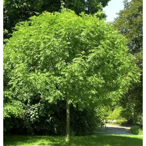 Hochstamm Kugel Esche Grüne Kugel 80-100cm - Fraxinus - Sträucher: Pflegeleichte Hochstamm Esche, ideal für Steingärten und wind- sowie frostresistent, entwickelt sich optimal auf frisch-feuchtem Boden.