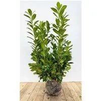 Prunus,aurocerasus 'Novita' 100-120 cm
