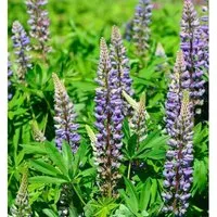 Gartenlupinie Kastellan - Lupinus polyphyllus