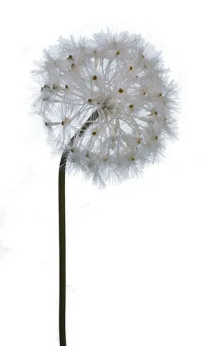 Kunstzweig Löwenzahnzweig Pusteblume, 2474U, Höhe 89 cm