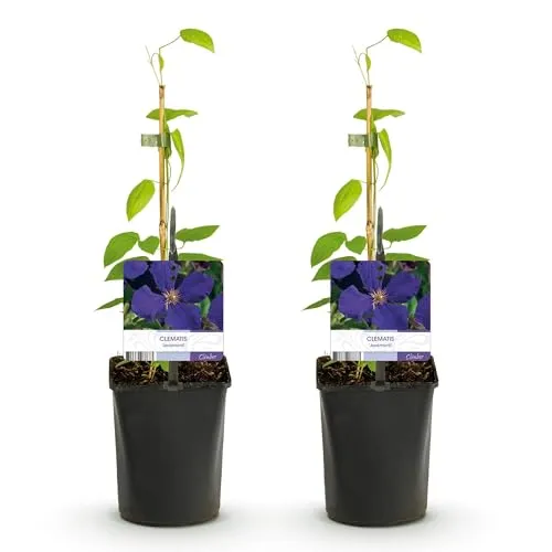 GreenboutiQ - Kletterpflanze - Clematis Jackmanii - Blüte Blau - Wenig Pflege - 2 Pflanzen - Topf 11cm Höhe 40cm