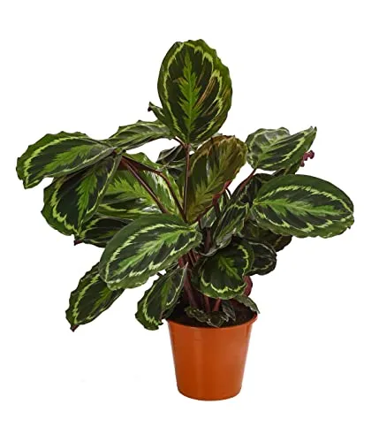 Dehner Korbmarante Medaillon, Calathea roseoptica, Zimmerpflanze - Wunderschöne Zimmerpflanze mit auffälligen Blättern, ideal für dunklere Räume. Sie sorgt für ein angenehmes Raumklima und begeistert mit ihrem einzigartigen Blattspiel. Topfgröße: 19 cm, Höhe: ca. 40-45 cm.