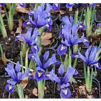 Winteriris Harmony - Iris reticulata