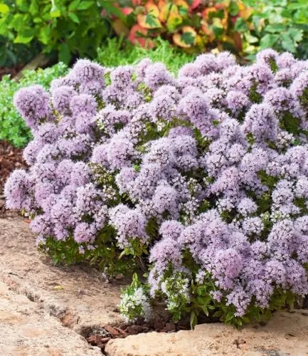 BALDUR Garten Winterharter Oregano, 6 St., duftend und pflegeleicht - Der winterharte Oregano verleiht Ihrem Garten mit seinem buschigen Wuchs und den hübschen Blüten einen mediterranen Flair. Ideal für Töpfe und Hochbeete, zieht er Bienen und Schmetterlinge an und ist unverzichtbar für die italienische Küche.