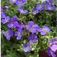 Blaukissen Blue Emperor - Aubrieta cultorum