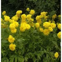Schlitzblättriger Sonnenhut - Rudbeckia laciniata