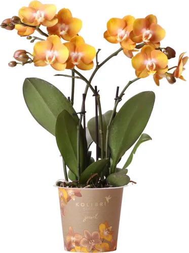 Phalaenopsis Orchidee Jewel Las Vegas – Exotische Topfpflanze in Orange-Gold - Blumen & Stauden: Pflegeleichte Multiflora-Orchidee mit 3–4 Blütenzweigen, die wochenlang blüht und tropisches Flair in Ihr Zuhause bringt.