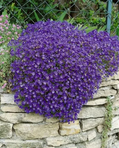 Aubrieta x cultorum 'Cascade Blue' 9x9 cm Topf – Winterhart, Mehrjährig, Pflegeleicht – Blaukissen – Bodendecker für Steingarten & Beetkante