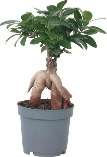 Plant in a Box - Ficus Ginseng Bonsai Baum - Zimmerpflanze 30-40cm - Bonsai Pflanze mit kräftigem Stamm und glänzendem Laub, ideal für Anfänger. Sorgfältig verpackt für sicheren Versand, Höhe 30-40cm im 12cm Topf.